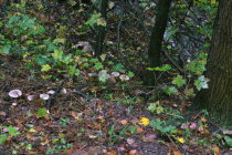 augustbg0077
