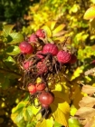 IMG-20191013-WA0026
